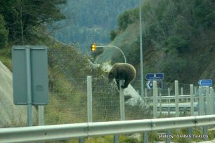 Μέτσοβο: Μια αρκούδα σκαρφαλώνει με άνεση στο φράχτη της Εγνατίας Οδού