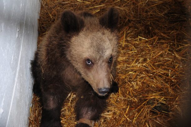 Διέφυγε τον κίνδυνο το αρκουδάκι που πυροβολήθηκε στο κεφάλι στο Μέτσοβο