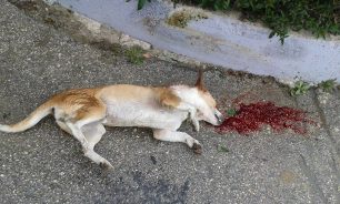 Διδυμότειχο: Εκτέλεσε πυροβολώντας στο κεφάλι το σκυλί που φρόντιζαν οι φιλόζωοι
