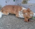 ΔEN πυροβολήθηκε το σκυλί στο Διδυμότειχο