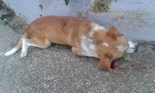 ΔEN πυροβολήθηκε το σκυλί στο Διδυμότειχο