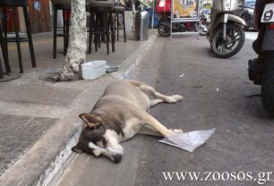 Γαλαξίδι: Αντιδήμαρχος Δελφών χτύπησε με το Ι.Χ. αδέσποτο σκύλο και αδιαφόρησε