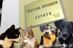 Πού και πότε μπορείτε να καταγγείλετε στην Εισαγγελία Πρωτοδικών Αθηνών εγκλήματα εις βάρος των ζώων