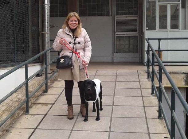 Γιατρεύτηκαν τα εγκαύματα του Φοίνικα, του σκύλου που έκαψαν ζωντανό ανήλικοι στην Άρτα