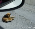 Αναρμόδια δηλώνει και η Αστυνομία και η Τροχαία για το ατύχημα με θύμα σκύλο στου Ρέντη
