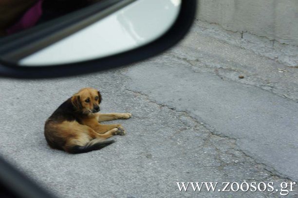 Αναρμόδια δηλώνει και η Αστυνομία και η Τροχαία για το ατύχημα με θύμα σκύλο στου Ρέντη
