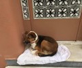 Υιοθετήθηκε η σκυλίτσα που πέταξαν στο δρόμο οι ιδιοκτήτες της στον Πειραιά