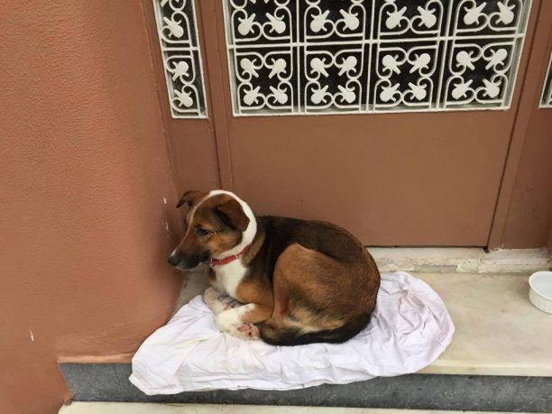 Ταμπούρια Πειραιά: Έκκληση για τον σκύλο που η οικογένεια του εγκατέλειψε μετά την έξωση