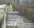 Καρδίτσα: Πέταξαν 2 κυνηγόσκυλα στο αρδευτικό κανάλι για να τα εξοντώσουν