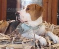 Ωρεοί Εύβοιας: Έριξαν φόλα στον σκύλο & τον πέταξαν στον ασβέστη για να τον θανατώσουν