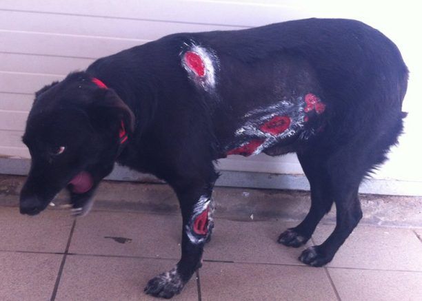 Κορυδαλλός: Έριξε οξύ στην αδέσποτη σκυλίτσα και έβρισε τη γυναίκα που τη φροντίζει