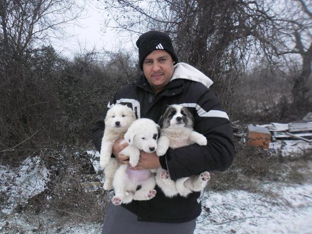 Βρήκε τα κουτάβια ζωντανά δίπλα από το πτώμα της μάνας τους μέσα στο χιόνι στην Κοζάνη
