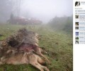 Δεν θανατώθηκαν στην Ελλάδα αυτοί οι λύκοι