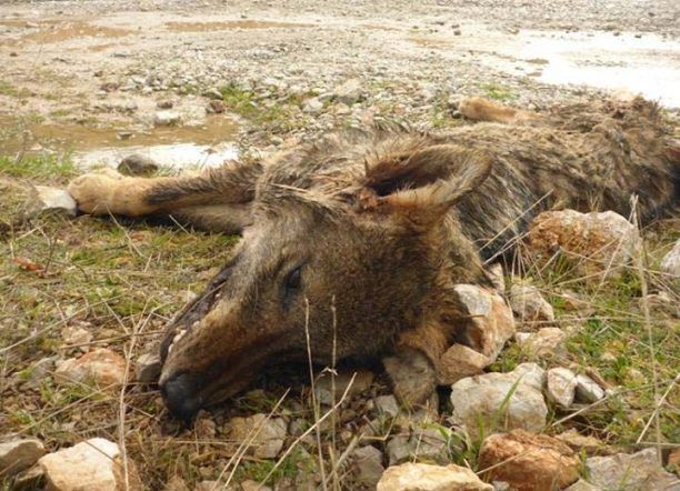 Σκότωσαν και κρέμασαν τον λύκο στον Παρνασσό