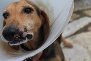 Βελτιώνεται η υγεία της σκυλίτσας που βρέθηκε κρεμασμένη σε παγίδα με αγκίστρια στη Νέα Κορώνη Μεσσηνίας