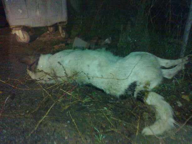 Μεσσήνη Μεσσηνίας: Σκύλος νεκρός με δεμένα τα πόδια δίπλα από τον κάδο