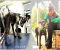 Η αγάπη τους έσωσε τον σκελετωμένο σκύλο που περιφερόταν εξαθλιωμένος στα Οινόφυτα Βοιωτίας (βίντεο)