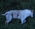 Ορεστιάδα: Βρήκε πυροβολημένα τα 5 από τα 6 σκυλιά του