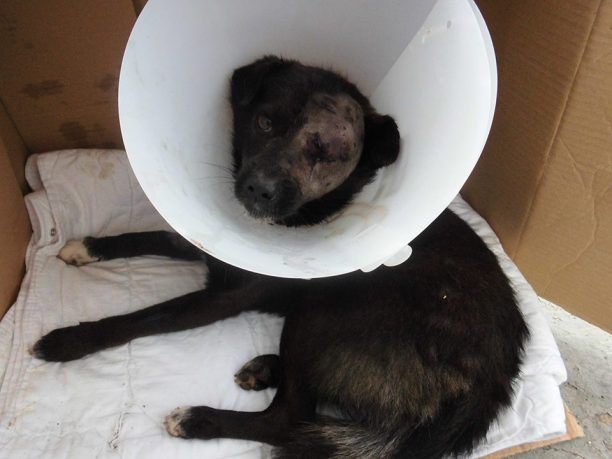 Παλαμάς Καρδίτσας: Εξαφανίστηκε το πυροβολημένο σκυλί που περιέθαλψαν