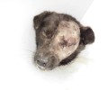 Παλαμάς Καρδίτσας: Πυροβόλησε στο κεφάλι τον σκύλο & του έβγαλε το μάτι