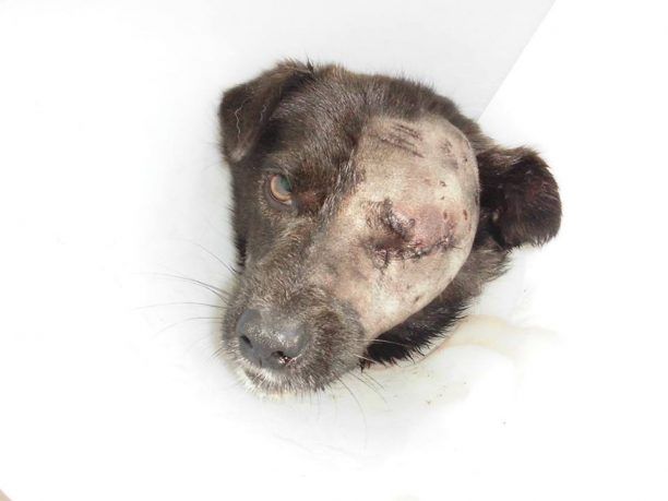 Παλαμάς Καρδίτσας: Πυροβόλησε στο κεφάλι τον σκύλο & του έβγαλε το μάτι