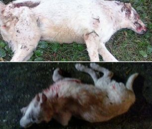 Πρέβεζα: Πυροβόλησε και σκότωσε 2 σκυλιά στον Άγιο Θωμά