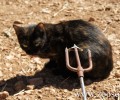 Βόλος: Τον καταδίκασαν επειδή σκότωσε γάτα με ψαροντούφεκο