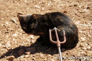 Βόλος: Τον καταδίκασαν επειδή σκότωσε γάτα με ψαροντούφεκο
