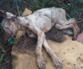Ραφήνα: Βρήκε τα σκυλιά σκελετωμένα να στέκονται πάνω στο νεκρό αδερφάκι τους