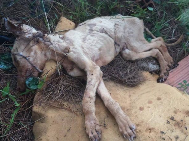 Ραφήνα: Βρήκε τα σκυλιά σκελετωμένα να στέκονται πάνω στο νεκρό αδερφάκι τους