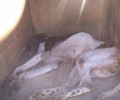 Ρόδος: Καταδικάστηκε και απ'το Εφετείο Δωδεκανήσου βοσκός που έριξε φόλες με Λανέιτ και δηλητηρίασε σκύλο το 2014