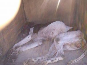 Ρόδος: Καταδικάστηκε και απ'το Εφετείο Δωδεκανήσου βοσκός που έριξε φόλες με Λανέιτ και δηλητηρίασε σκύλο το 2014