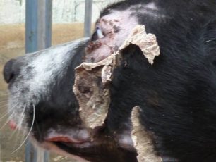 Έκαψαν με καυτό νερό τον αδέσποτο σκύλο στο Βαθύ της Σάμου