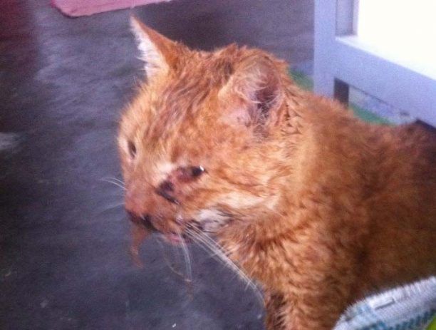 Σαντορίνη: Θρυμμάτισε το σαγόνι της κλωτσώντας στο κεφάλι την γάτα