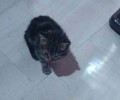 Αυτό είναι το γατάκι που κοπάνησε με σκουπόξυλο 81χρονη χθες στα Σεπόλια