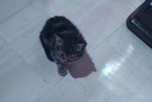 Αυτό είναι το γατάκι που κοπάνησε με σκουπόξυλο 81χρονη χθες στα Σεπόλια