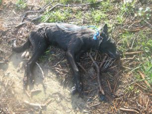 Γαστούνη: Έσερνε τον σκύλο που είχε δέσει στο μηχανάκι του