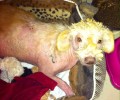 Ο καρδιολόγος έσωσε την άρρωστη αδέσποτη σκυλίτσα στο Ηράκλειο Κρήτης