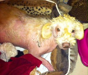 Ο καρδιολόγος έσωσε την άρρωστη αδέσποτη σκυλίτσα στο Ηράκλειο Κρήτης