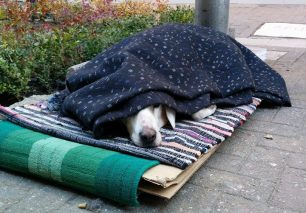 Λάρισα: Σκέπασε τον σκύλο του για να τον προστατεύσει από το κρύο