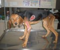 Τρίκαλα: Βρήκαν σκύλο σκελετωμένο να περιφέρεται με πληγές σε όλο το σώμα του