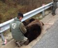 Άλλη μια αρκούδα νεκρή σε τροχαίο στην Φλώρινα