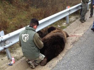 Άλλη μια αρκούδα νεκρή σε τροχαίο στην Φλώρινα