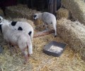 Ζωντανά πρόβατα στη φάτνη έβαλε ο Δήμος Βόλου παρανομώντας ακόμα μια φορά