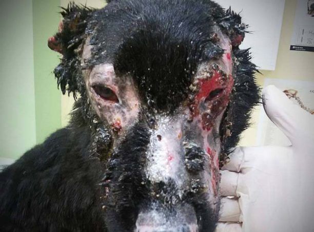 Βελτιώνεται η υγεία του σκυλάκου που δέχτηκε επίθεση με οξύ στην Πάχνη της Ξάνθης