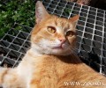 S.C.A.R.S.: Απολύτως αναγκαία η στείρωση και στις αρσενικές αδέσποτες γάτες (βίντεο)