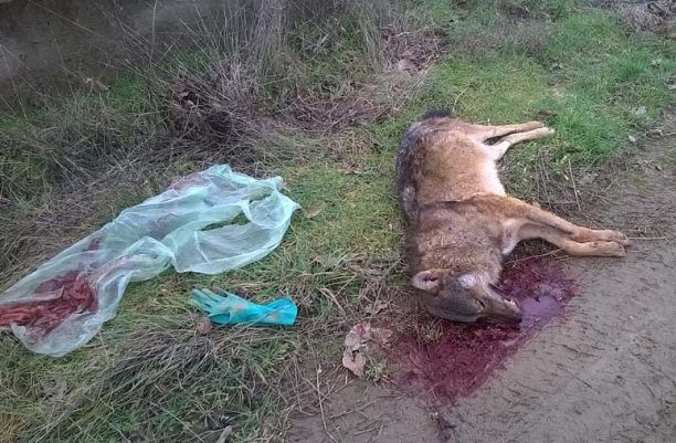 Πόσο χαίρονται οι κυνηγοί όταν σκοτώνονται λύκοι;