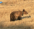 Καστοριά: Διεθνές συνέδριο με θέμα την αρκούδα 6-8 Φεβρουαρίου