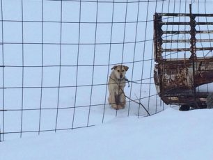 Ηράκλειο Κρήτης: Κατάσχεσαν το σκυλί που ζούσε αλυσοδεμένο μέσα στα χιόνια