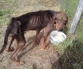 Έσωσαν το σκελετωμένο κυνηγόσκυλο που βρέθηκε στο Διαβατό Ημαθίας